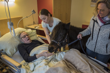 Ein schwarzes Therapiepony steht mit zwei Betreuerinnen in einem Gästezimmer und erhält von einem in einem Patientenbett liegenden Hospizgastes ein Leckerli im Diakonie Hospiz Volksdorf in Hamburg-Volksdorf. Ein schwarzes Therapiepony steht mit zwei Betreuerinnen in einem Gästezimmer und erhält von einem in einem Patientenbett liegenden Hospizgastes ein Leckerli im Diakonie Hospiz Volksdorf in Hamburg-Volksdorf.